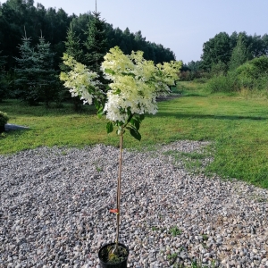 Hortenzija šluotelinė (Hydrangea paniculata) &#039;Phantom&#039; (medelis)